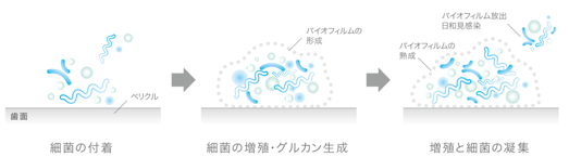 バイオフィルムとは?